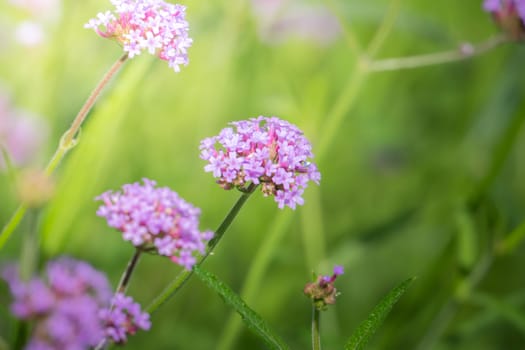 The background image of the colorful flowers, background nature