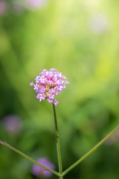 The background image of the colorful flowers, background nature