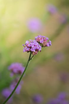 The background image of the colorful flowers, background nature