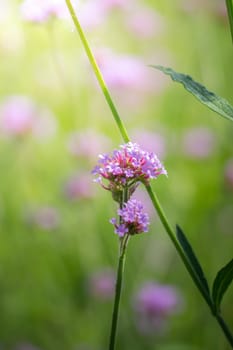 The background image of the colorful flowers, background nature