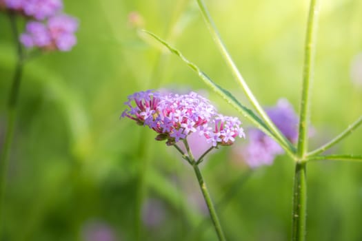 The background image of the colorful flowers, background nature