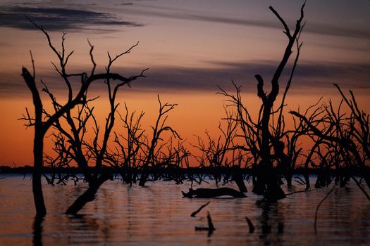 The old dead trees strikingly silhouetted in Lake Pamamaroo, an oasis and life blook  in the arid outback Australia