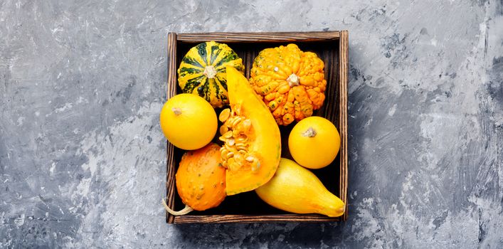 Autumn seasonal background with pumpkinsin box.Autumn nature concept.Harvesting