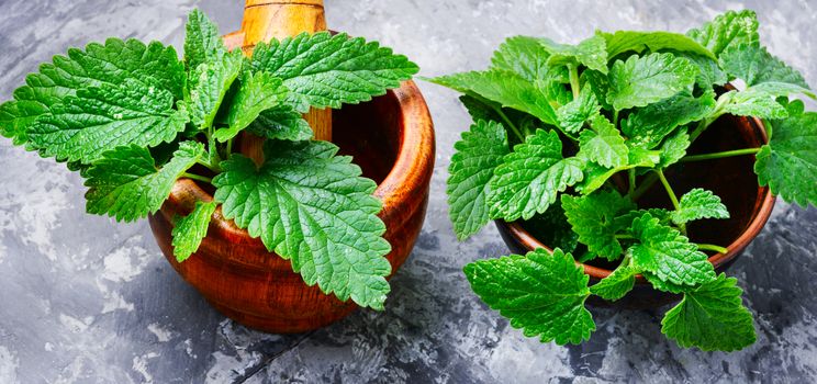 Melissa leaf or lemon balm in bowl.Melissa leaf.