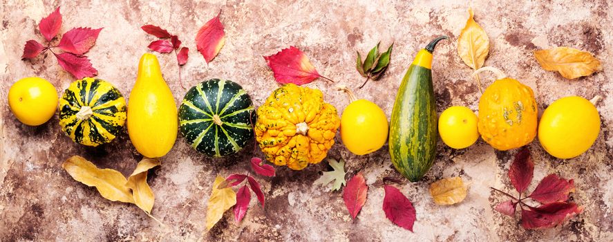 Beautiful autumn seasonal background with pumpkins .Autumn nature concept