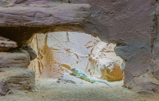 green dotted iguana lizard sitting on a rock in his cave mountain desert environment