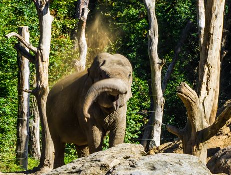 brown young african elephant throwing sand with his trunk and creating a sand shower playful animal behavior