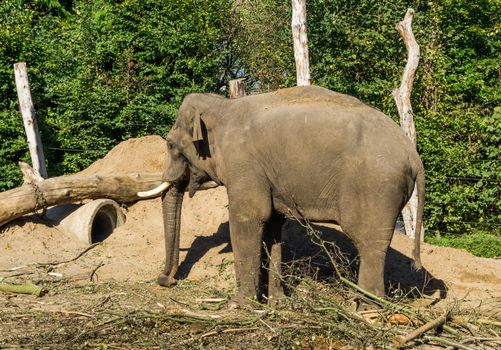 brown african elephant with tusks standing in a sandy plain landscape with trees a animal portrait