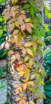 beautiful autumn season natural background a birch tree trunk covered with leaves in many different vivid colors