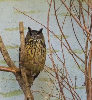 brown yellow eagle owl bird sitting on a branch winking towards the camera