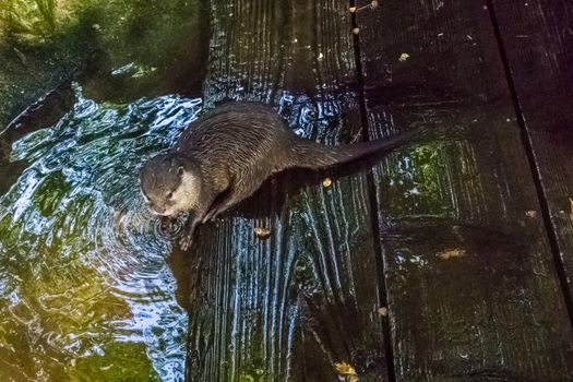 otter sitting at the river side on some wet wooden planks with wet hairy fur water animal portrait