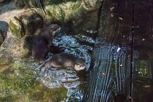 two otters in the water together one showing his teeth water animals portrait