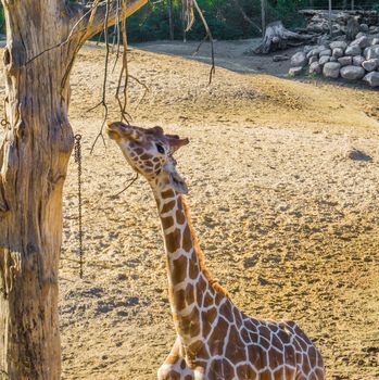 giraffe reaching with his long neck and eating from a tree branch african savanna animal portrait