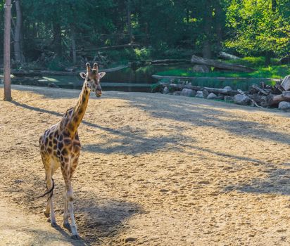 beautiful savannah wildlife animal portrait of a african giraffe in walking motion in the sand with forest background