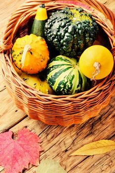 Beautiful autumn seasonal background with pumpkins in basket.Autumn nature concept