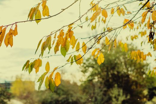 autumn brown nature scene with yellow dry leaves