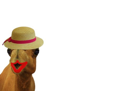 funny camel with eye lashes lipstick and a straw hat isolated on a white background great for cards or editing