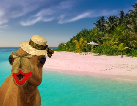 very funny travel concept camel wearing make up and lady straw hat at a tropical beach