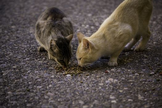 Street cats eating, detail of abandoned animals