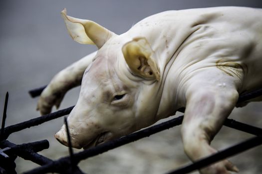 Grilled suckling pig, detail of cooked meat, vegan