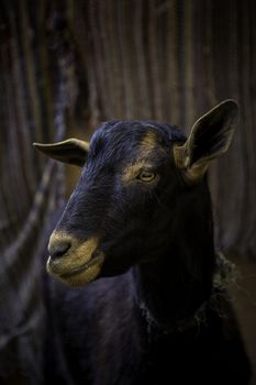 Sheep on a farm for animals, detail of mammalian animals, domestic animal, wool and milk production