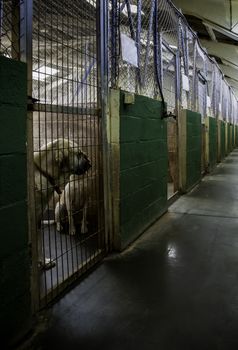 Kennel for abandoned dogs, pet detail in adoption