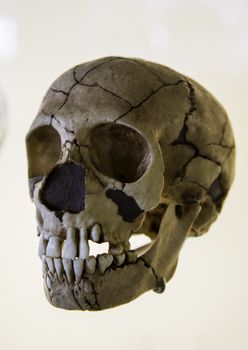 Human prehistoric skull, detail of archeology, history of mankind