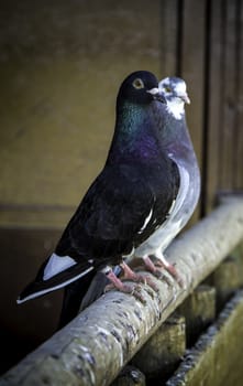 Homing pigeons, detail of birds