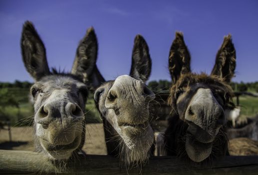 Smiling farm donkeys, detail of mammals, domestic animal