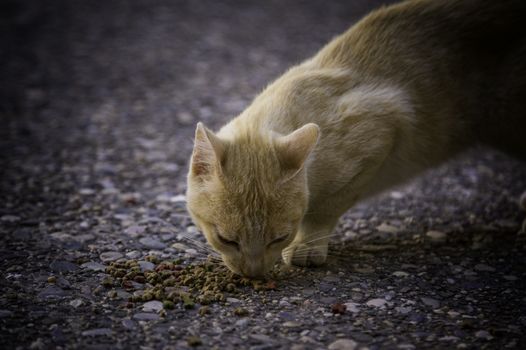 Street cats eating, detail of abandoned animals