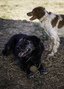 Dog with ball to play, game detail and fun, pet