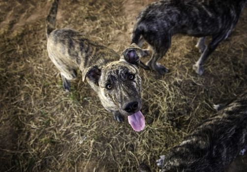 Abandoned dogs, detail of animals for adoption