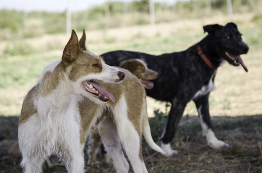 Abandoned dogs, detail of animals for adoption