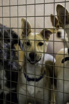 Dogs abandoned and caged, pet detail seeking adoption, grief and sadness
