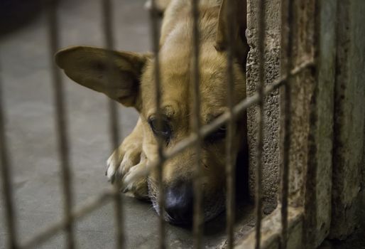 Dogs abandoned and caged, pet detail seeking adoption, grief and sadness
