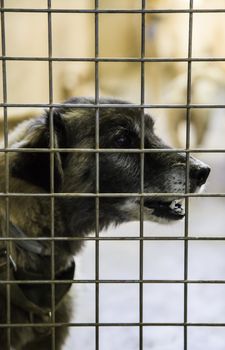 Dogs abandoned and caged, pet detail seeking adoption, grief and sadness
