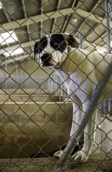 Dogs abandoned and caged, pet detail seeking adoption, grief and sadness
