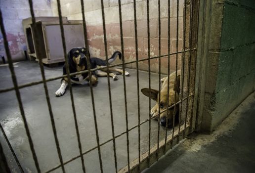 Dogs abandoned and caged, pet detail seeking adoption, grief and sadness
