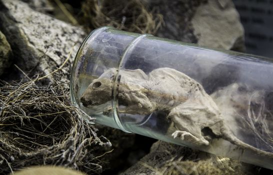 Dead rat in a jar, detail of animal cadaver, amulet