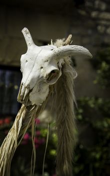 Old goat skull, detail of witchcraft and satan