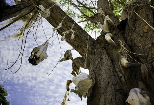 Tree with animal skulls, detail of witchcraft and superstition