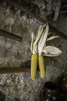 Dry corn cobs, cereal detail