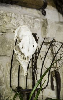 Old goat skull, detail of witchcraft and satan