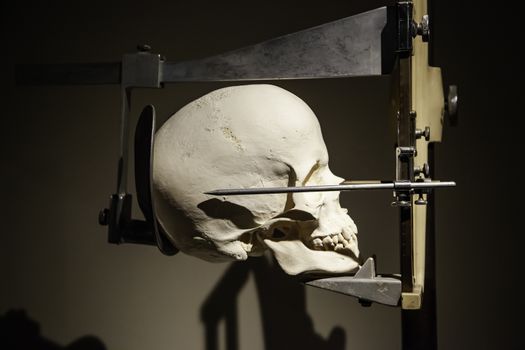 Medical cranium for studies, medicine detail