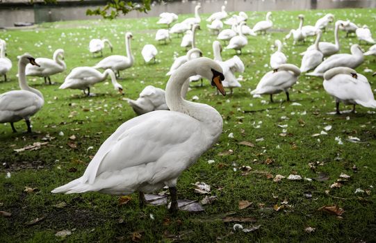 Swans in Bruges, detail of protected animals, tourism in Belgium