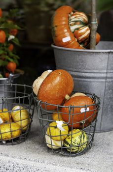 Orange Halloween pumpkins, fresh vegetable detail