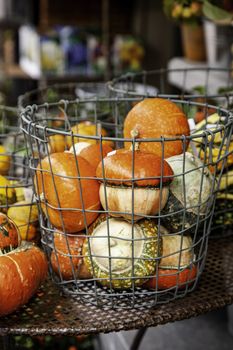 Orange Halloween pumpkins, fresh vegetable detail