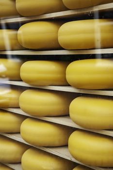 Artisan edam cheese, detail of Dutch cheese making