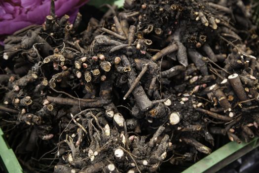 Bulbs in a market, detail of plants and seeds