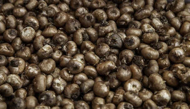 Bulbs in a market, detail of plants and seeds